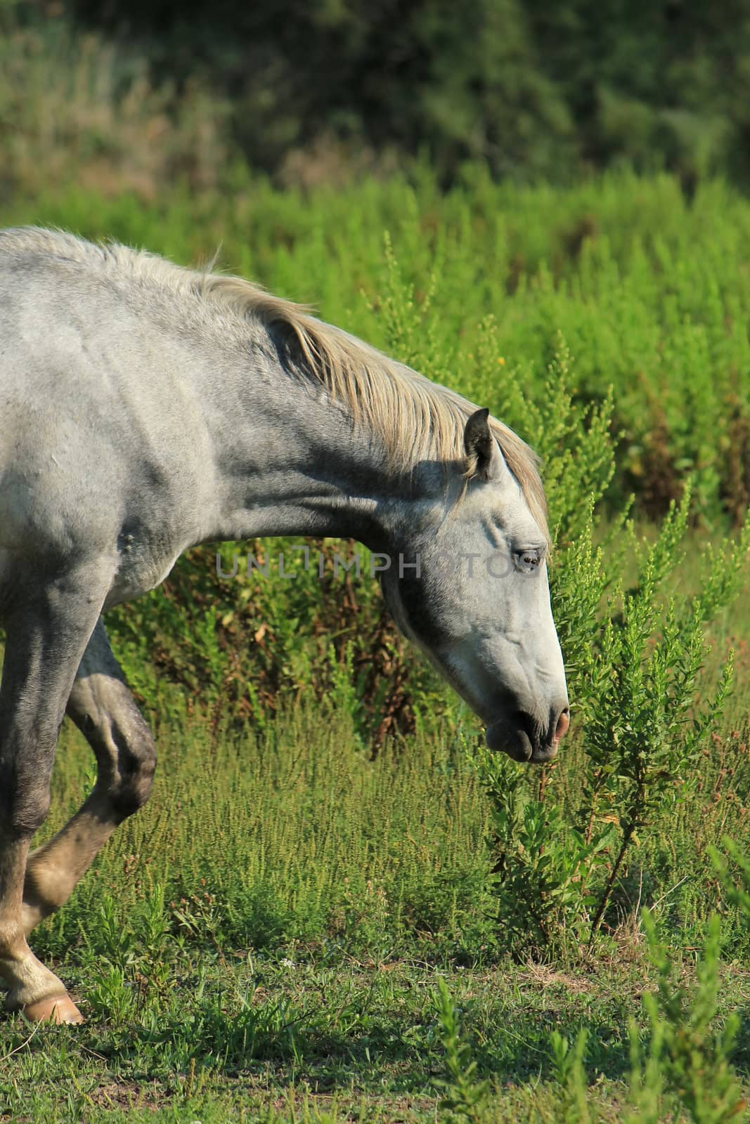 Grey camargue horse walking, France by Elenaphotos21