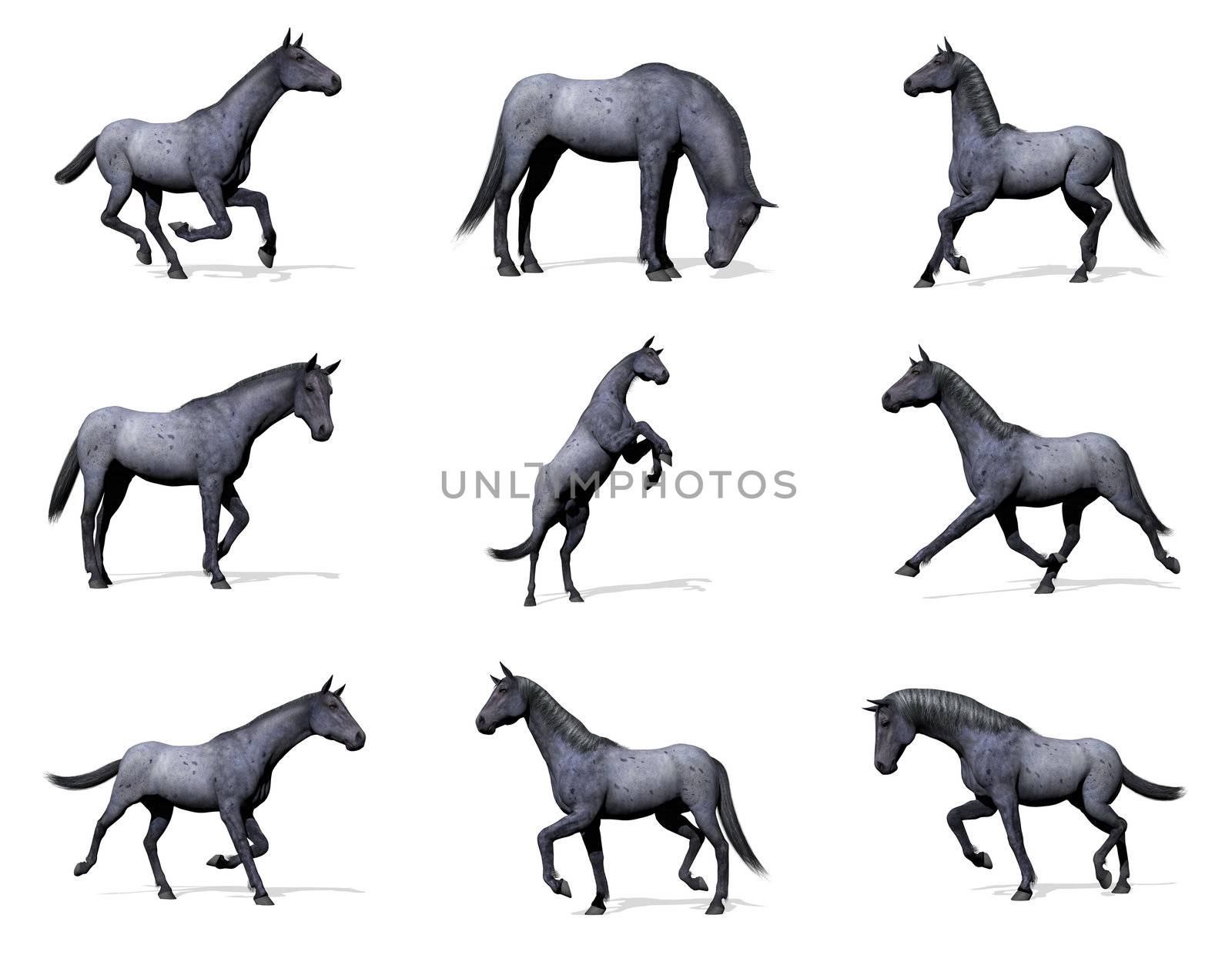 Set of nine poses of blue roan horse with shadow in white background