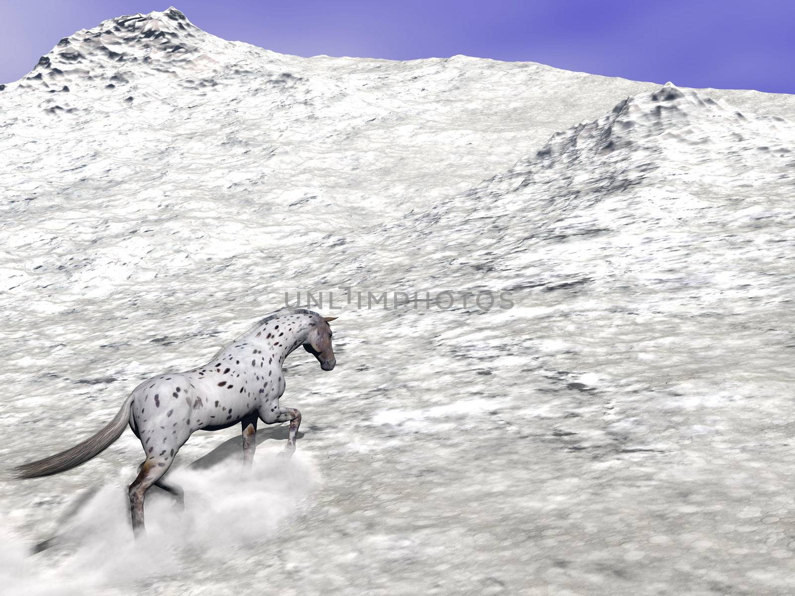 Beautiful leopard appy horse climbing on the snow to the top of the mountain