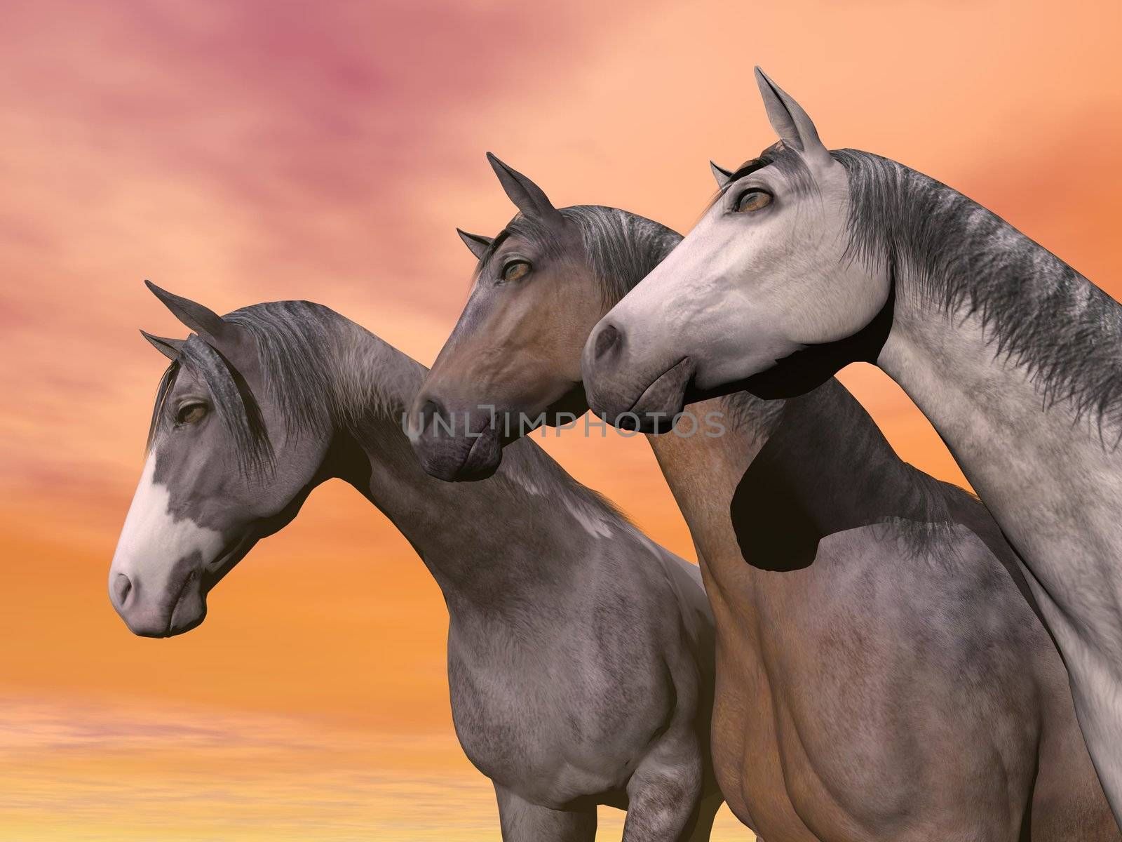 Portrait of three different horses quietly standing together in front of orange sunset sky