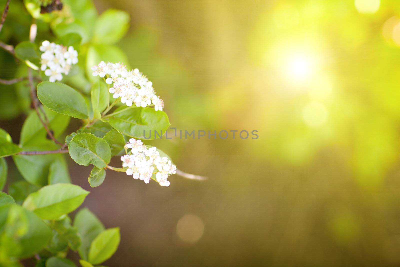 beautiful white flowers in spring