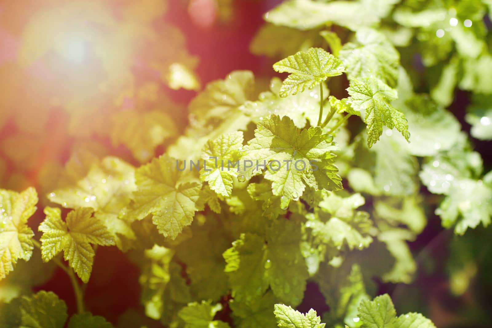 currant leaves in spring with the sun by vsurkov