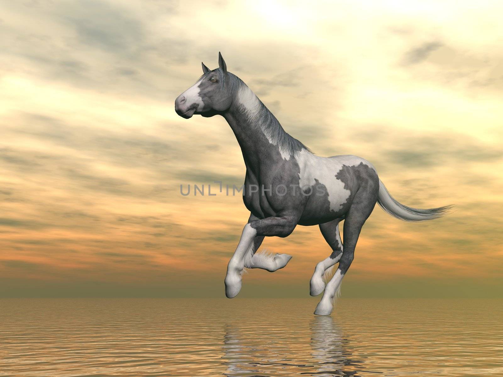 Beautiful gypsy vanner horse running upon water in front of cloudy sunset background