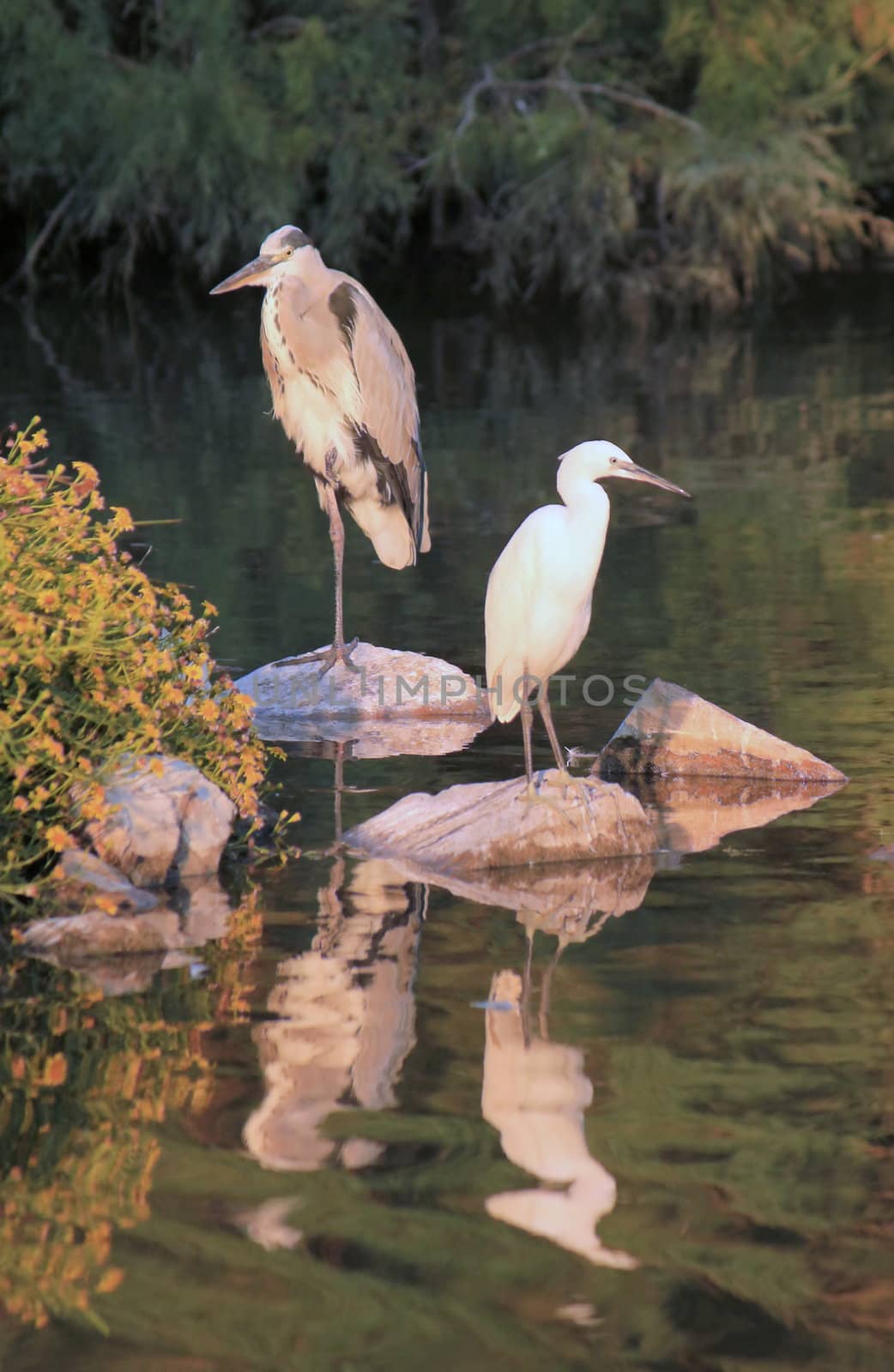 One heron standing next to a white egret on rocks next to a pond and vegetation