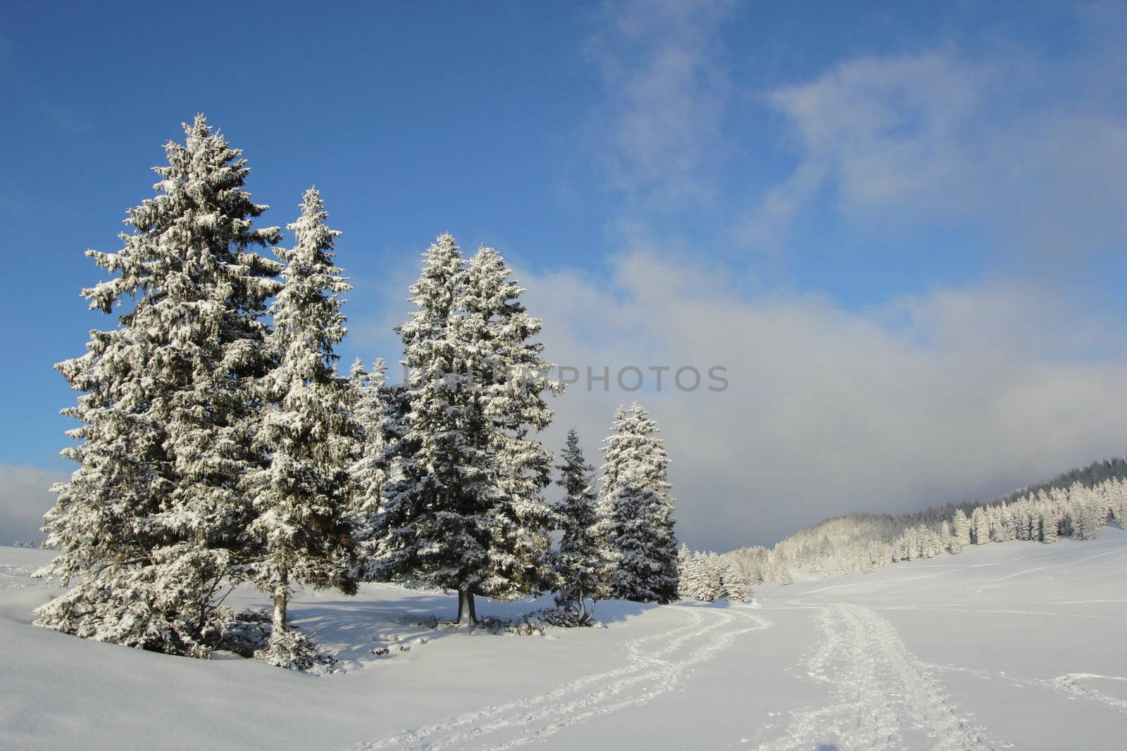 Fir tree in winter, Jura mountain, Switzerland by Elenaphotos21