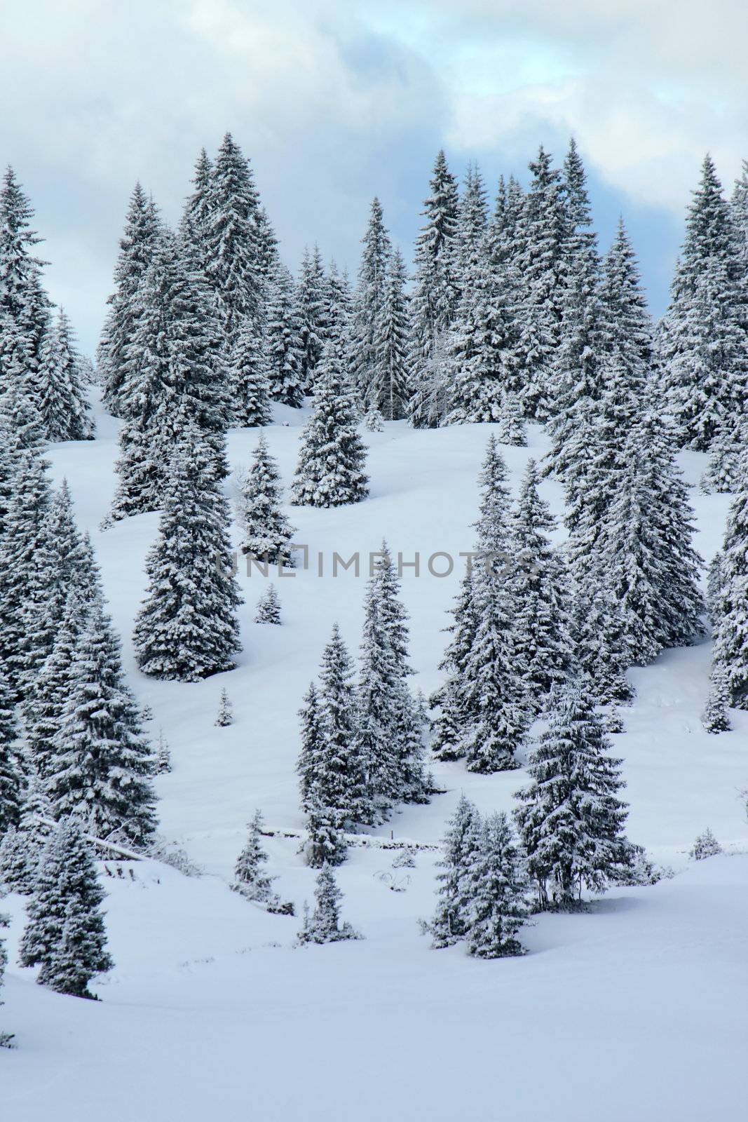 Fir tree in winter, Jura mountain, Switzerland by Elenaphotos21