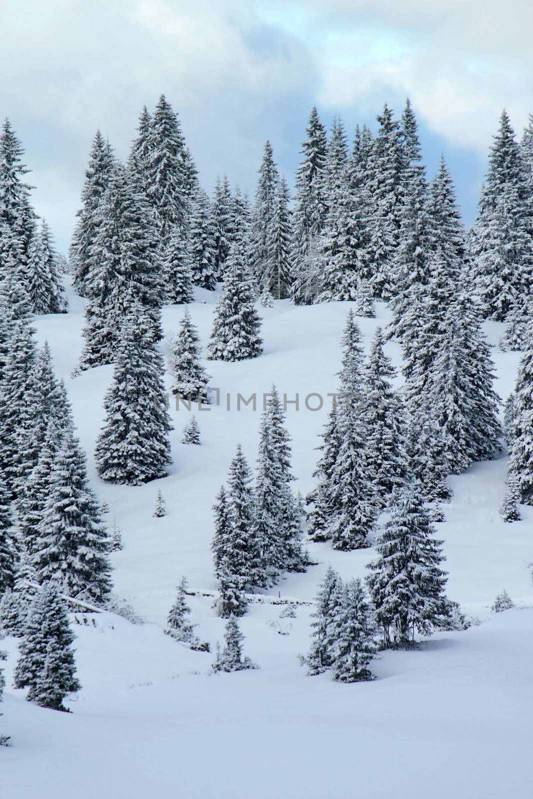 Beautiful fir trees covered with snow in the Jura mountain by cloudy day of winter, Switzerland