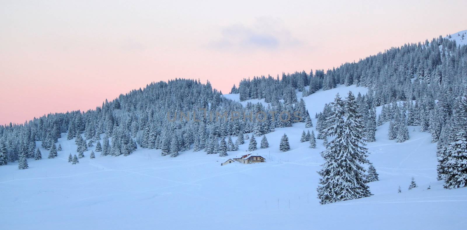 Sunset over fir trees by winter, Jura mountain, Switzerland by Elenaphotos21