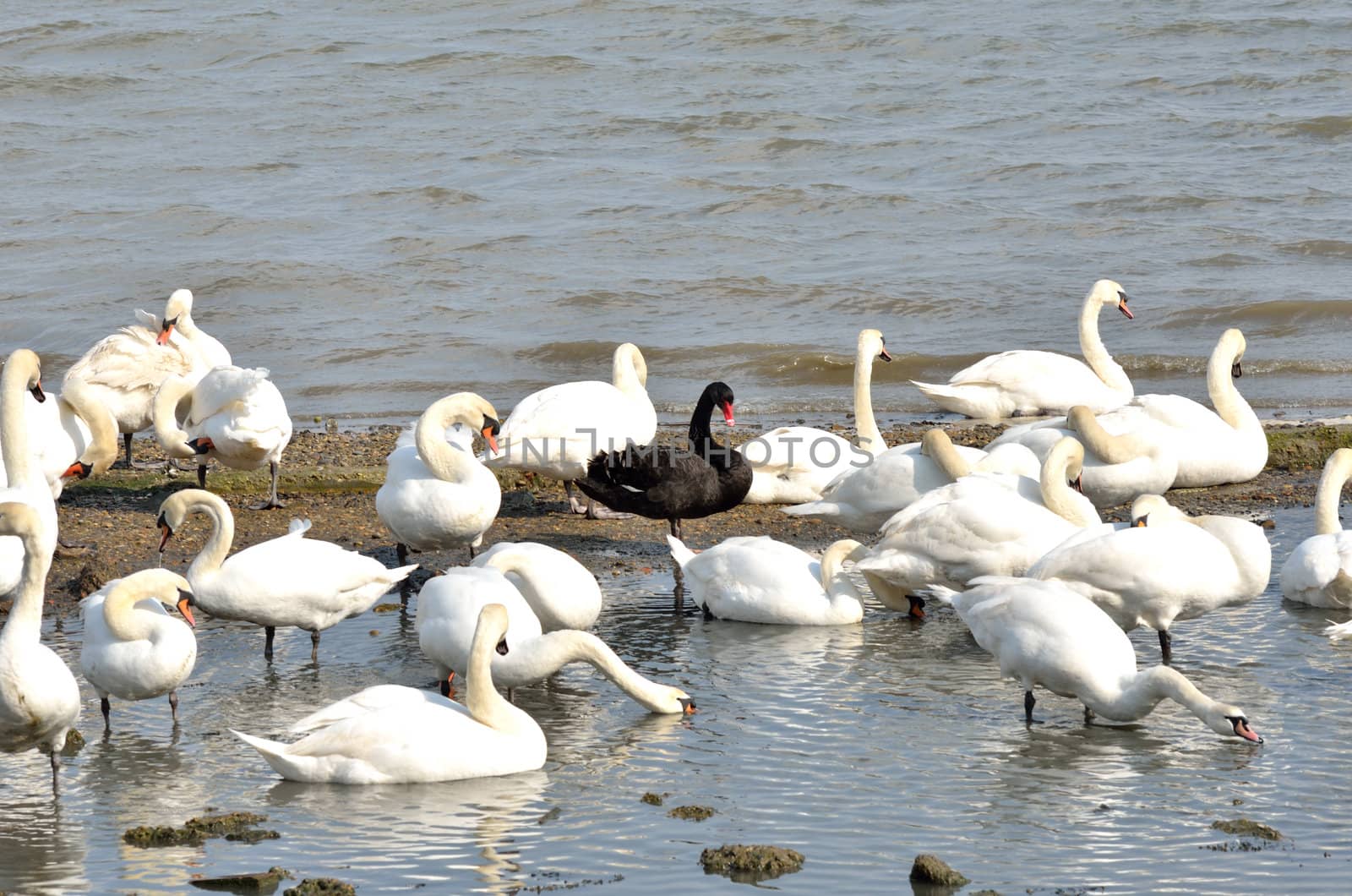 Large group of swans with Black swan