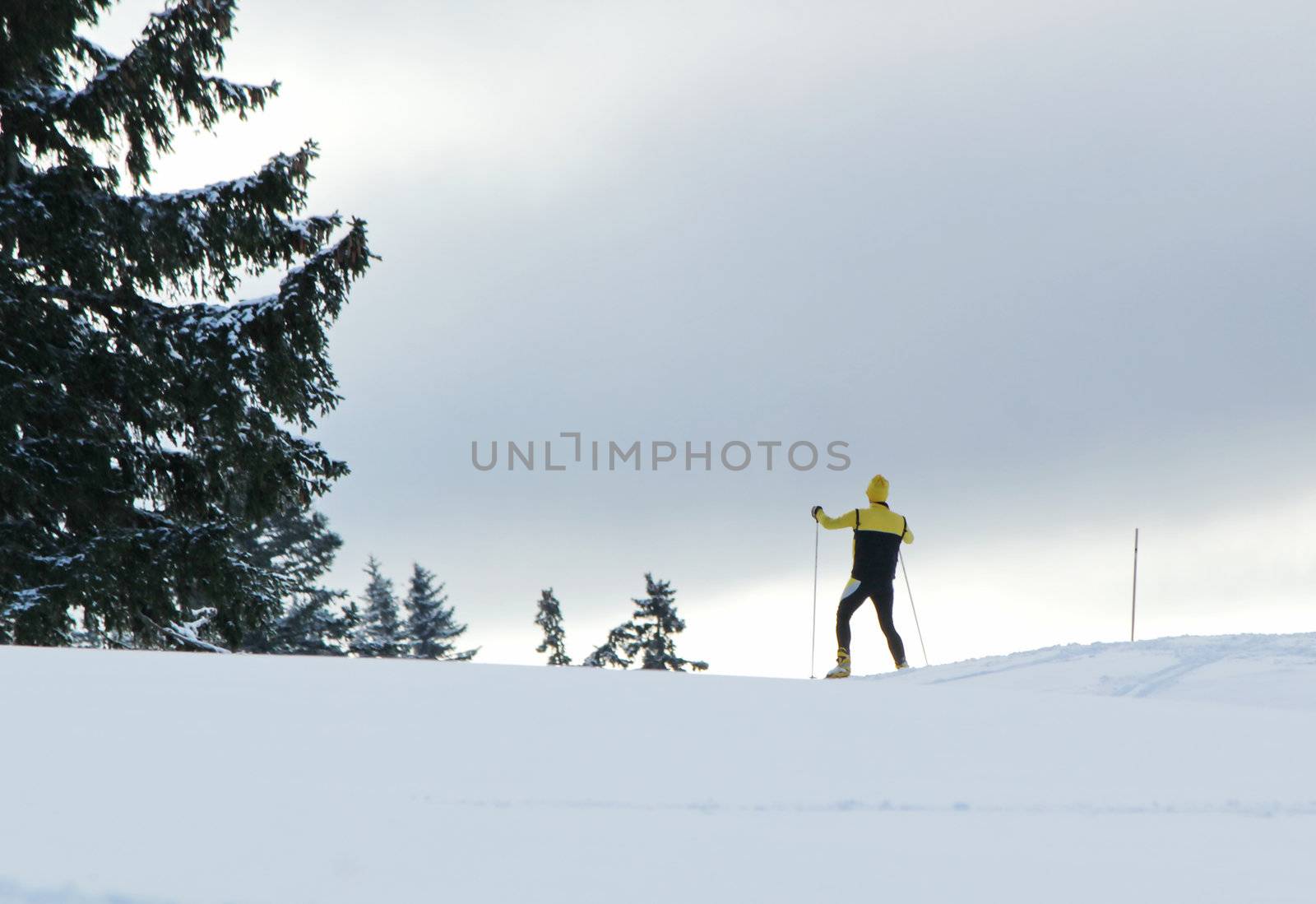 Cross country man sking in the mountain next to a fir tree by winter in Jura, Switzerland