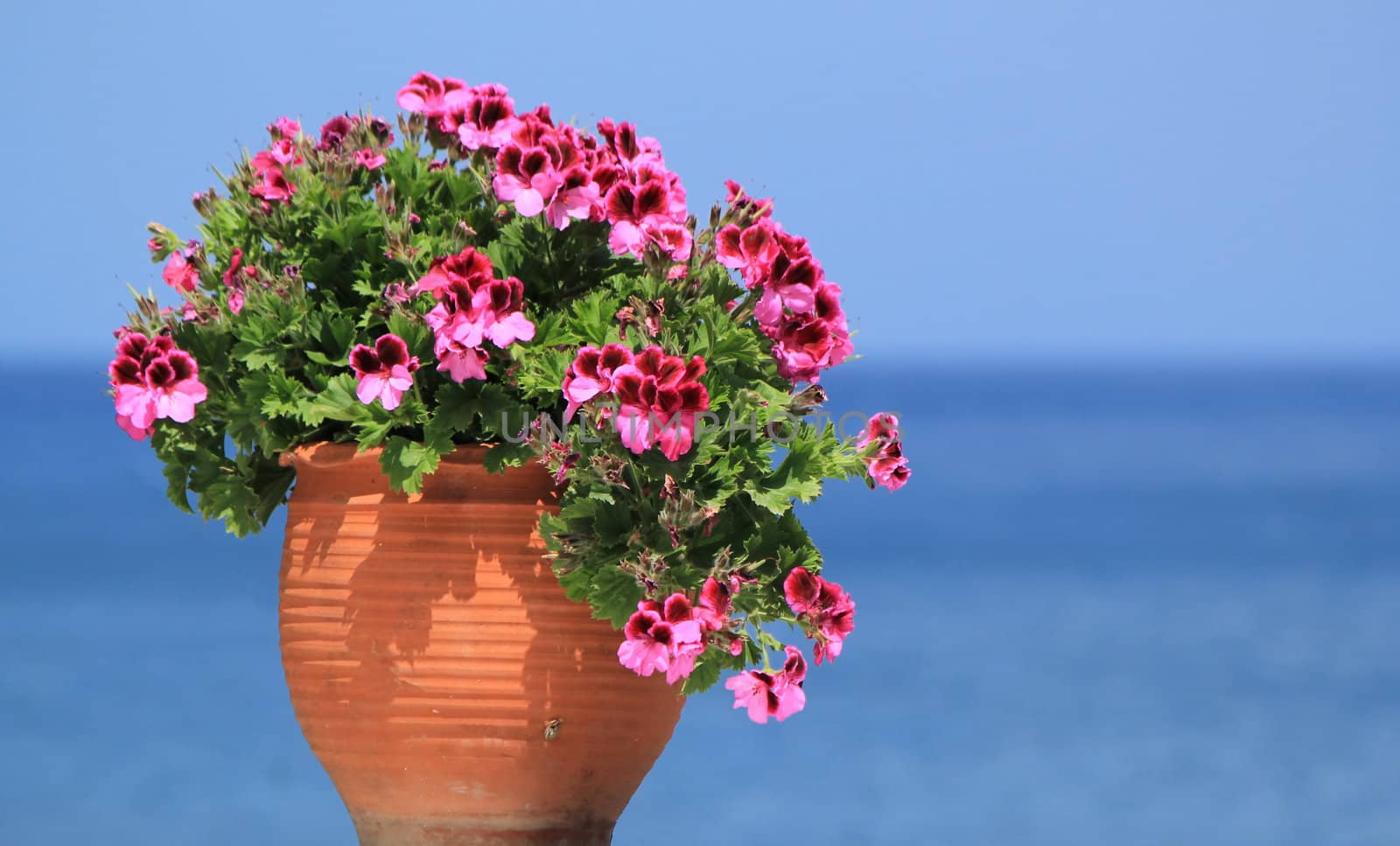 Beautiful geranium flowers in a pot in front of the ocean