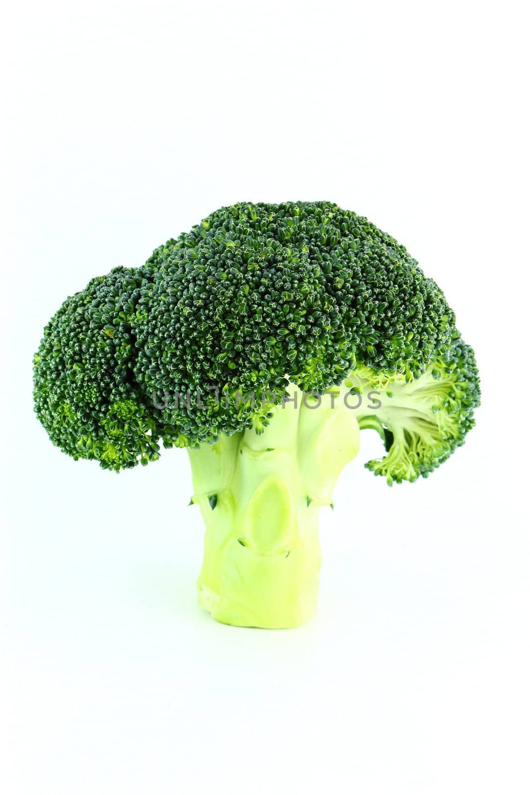 Fresh broccoli in closeup