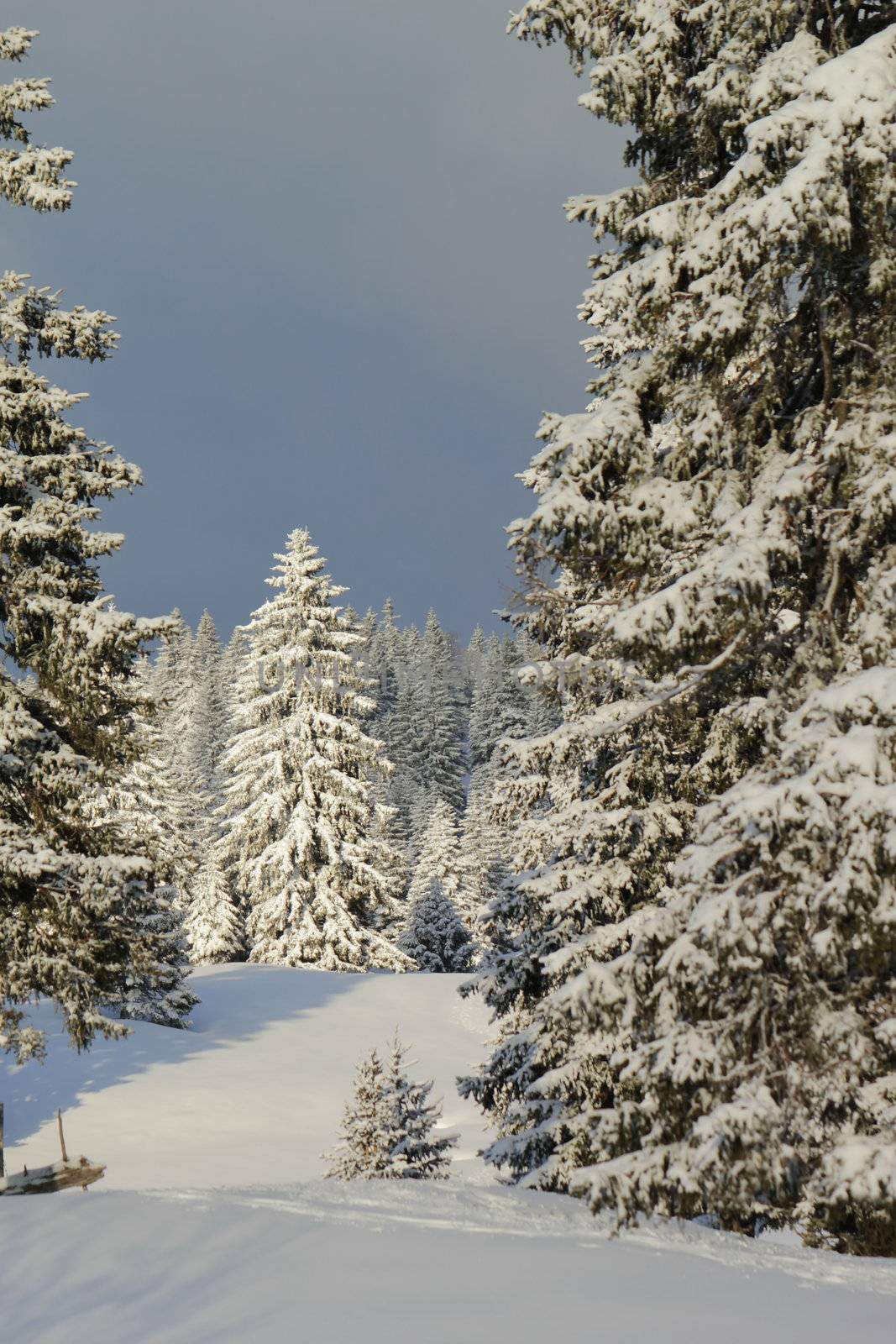 Fir trees in winter, Jura mountain, Switzerland by Elenaphotos21