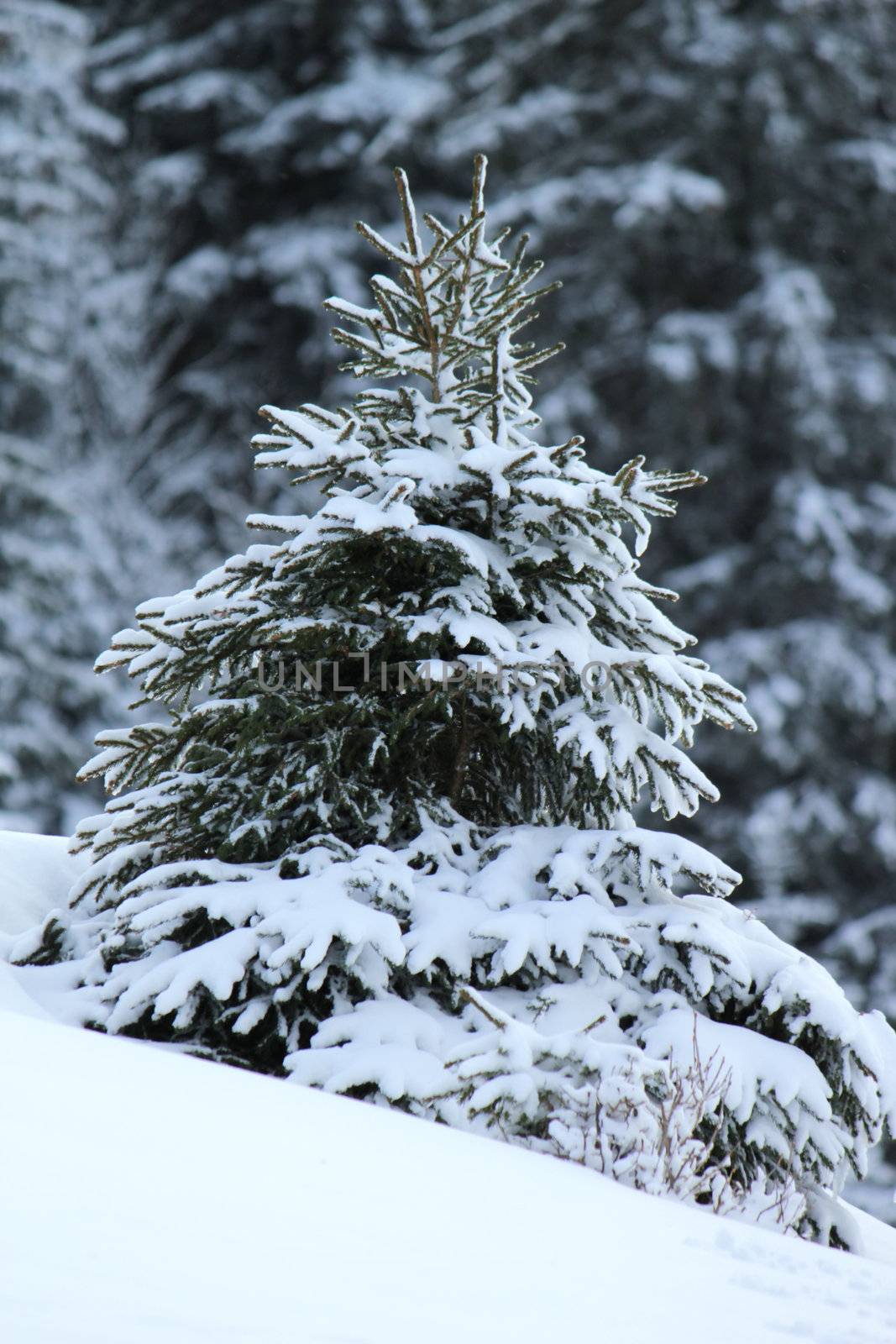 Beautiful small fir tree covered with snow in the Jura mountain by cloudy day of winter, Switzerland