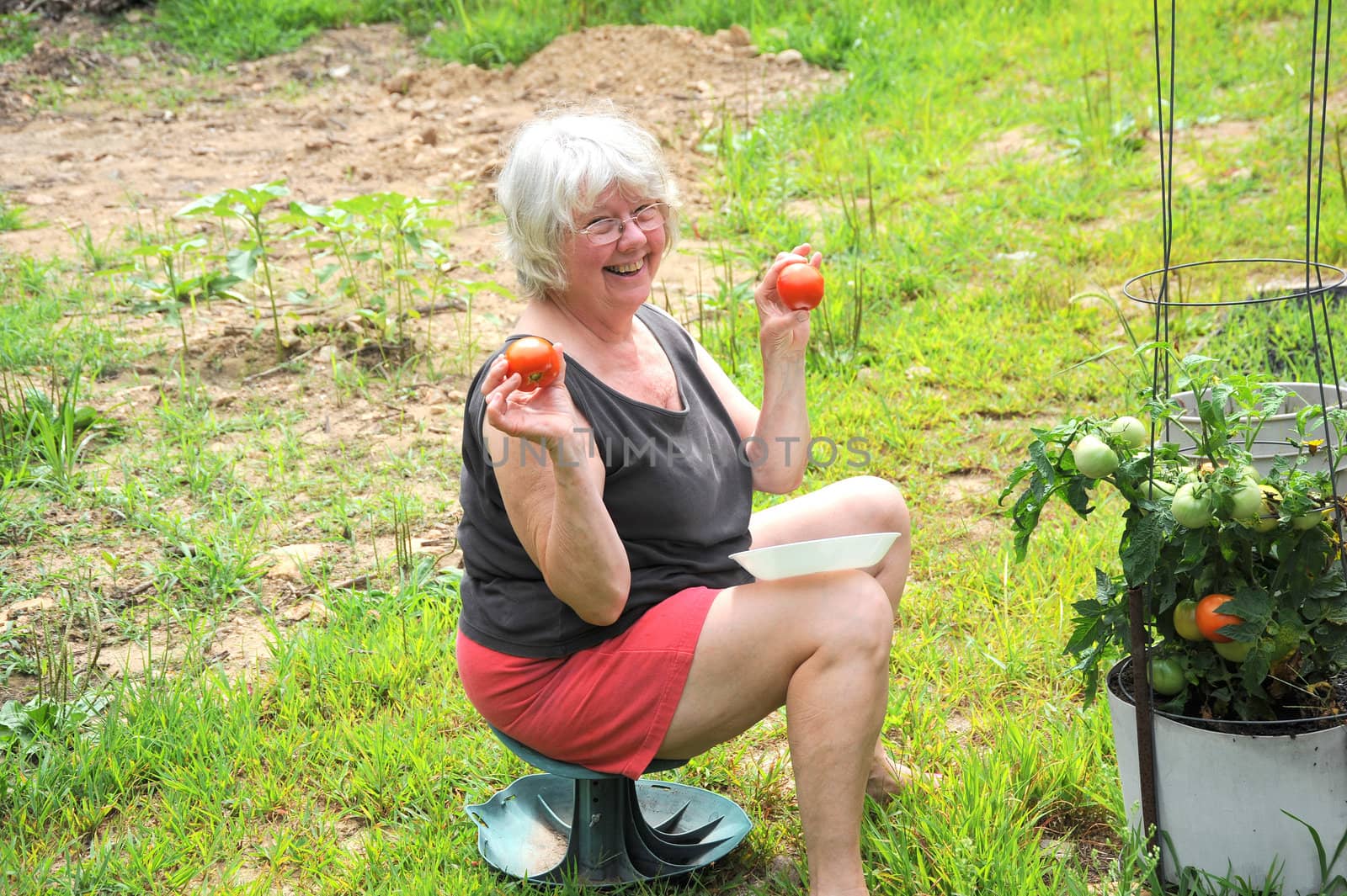 Mature female picking ripe tomatoes from her organic garden outside.