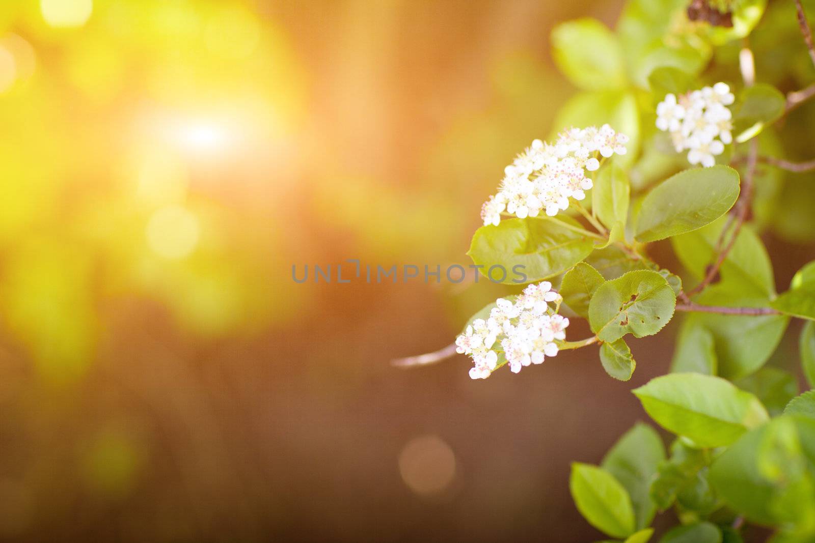 beautiful white flowers in spring