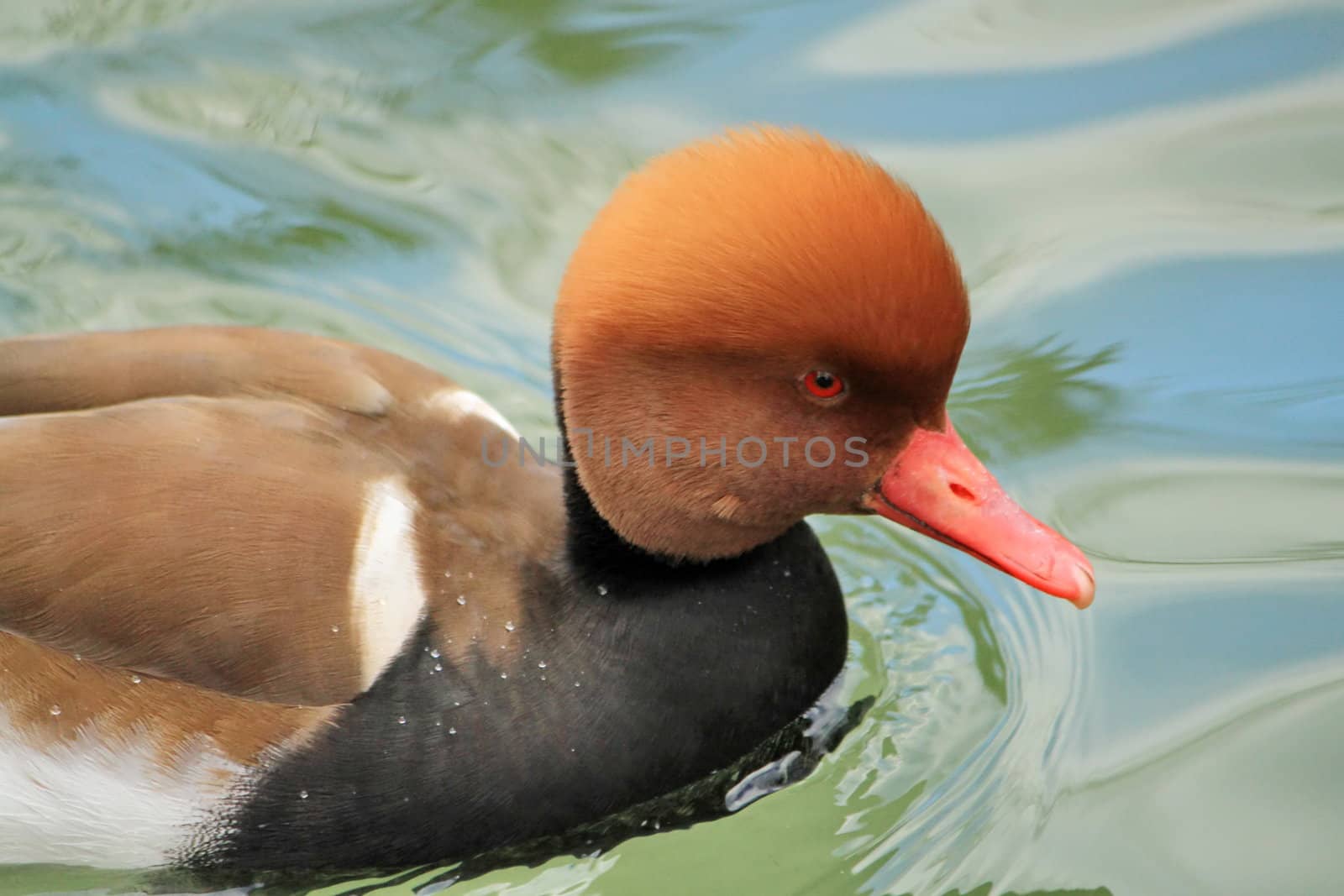 Colorful pochard duck looking at the photographer with its red eye while floating on the water