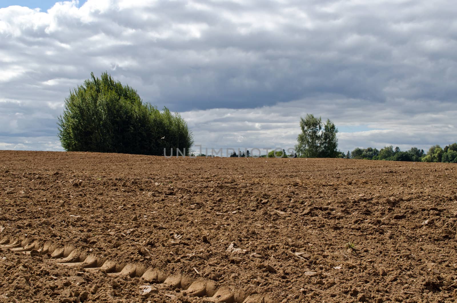 plowed agriculture field and trees growing between soil.