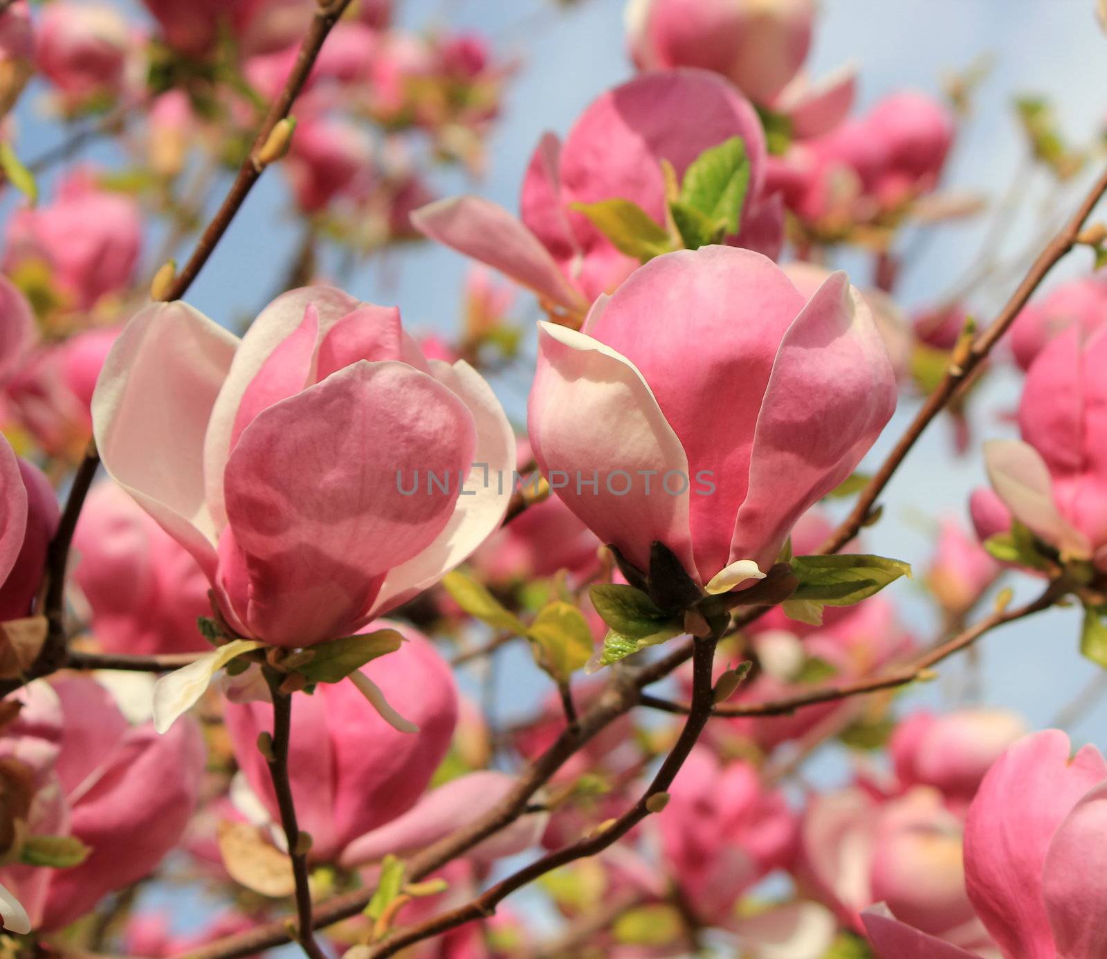 Magnolia flowers by Elenaphotos21