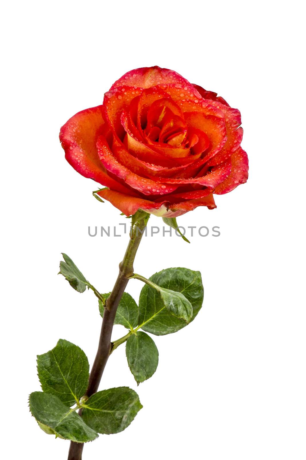 Single beautiful red rose isolated on white background