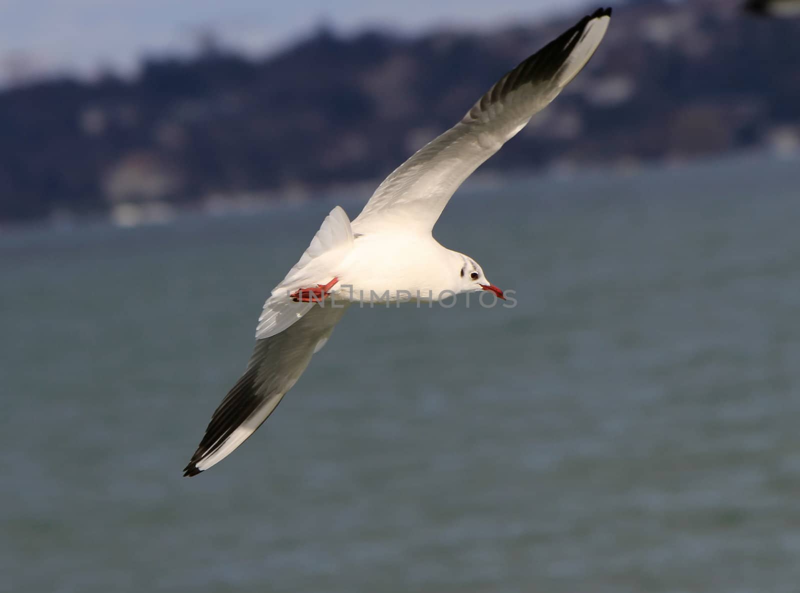 Seagull flying near coastline by Elenaphotos21