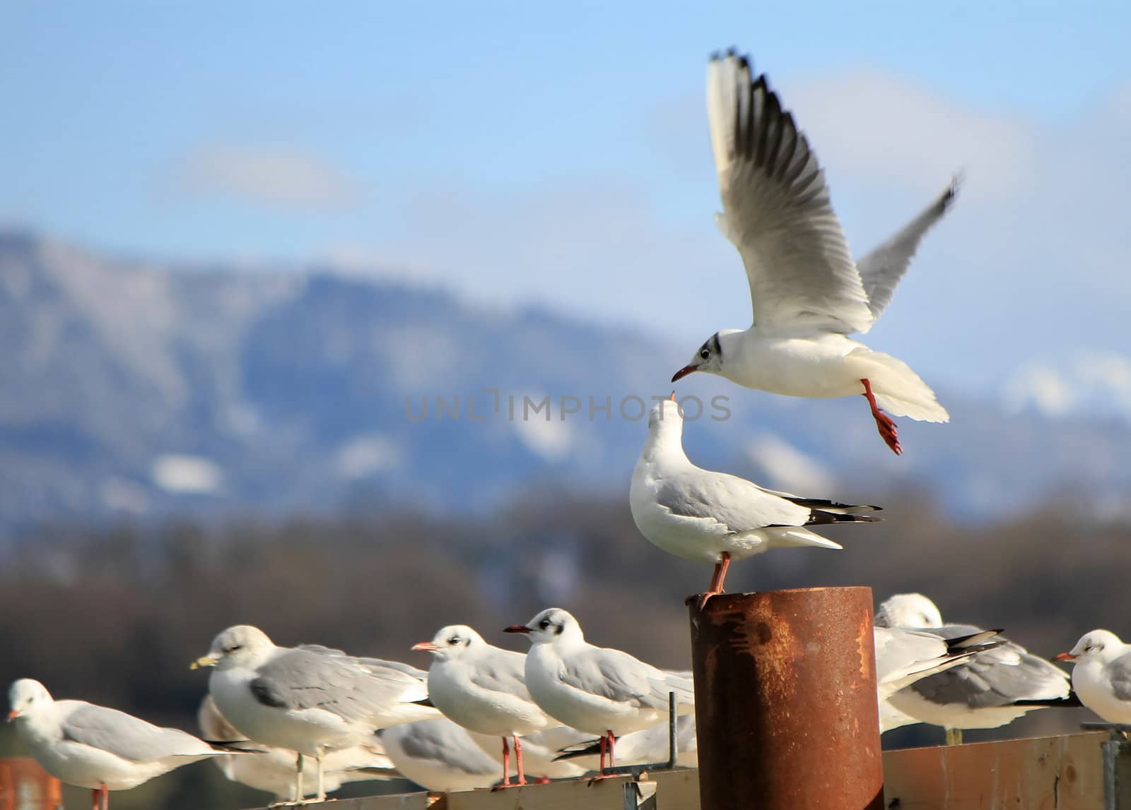 Seagulls flying and standing quietly at the shore lake