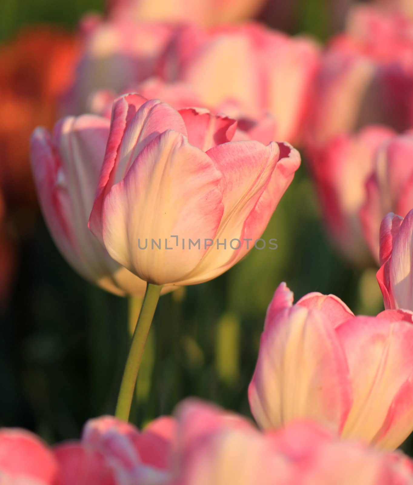 Close up of pink tulips in a garden