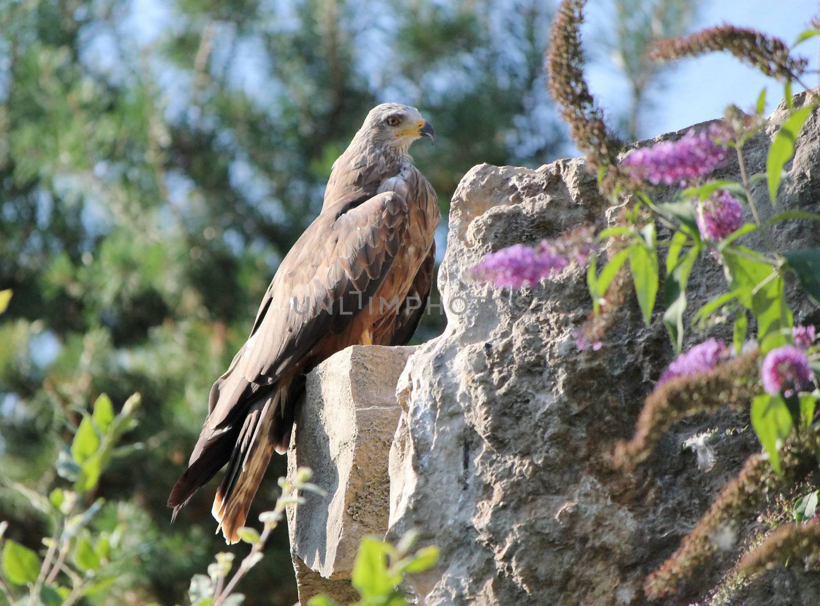 Beautiful eagle standing on a rock near flowers