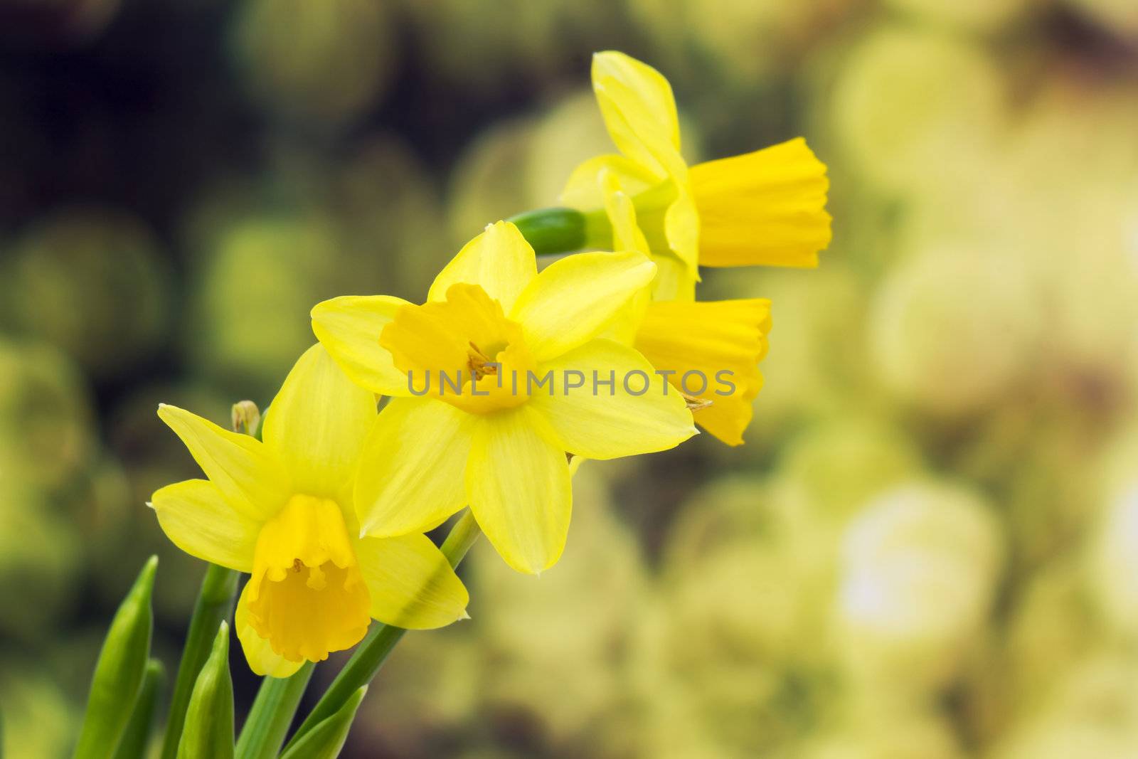 Yellow daffodils