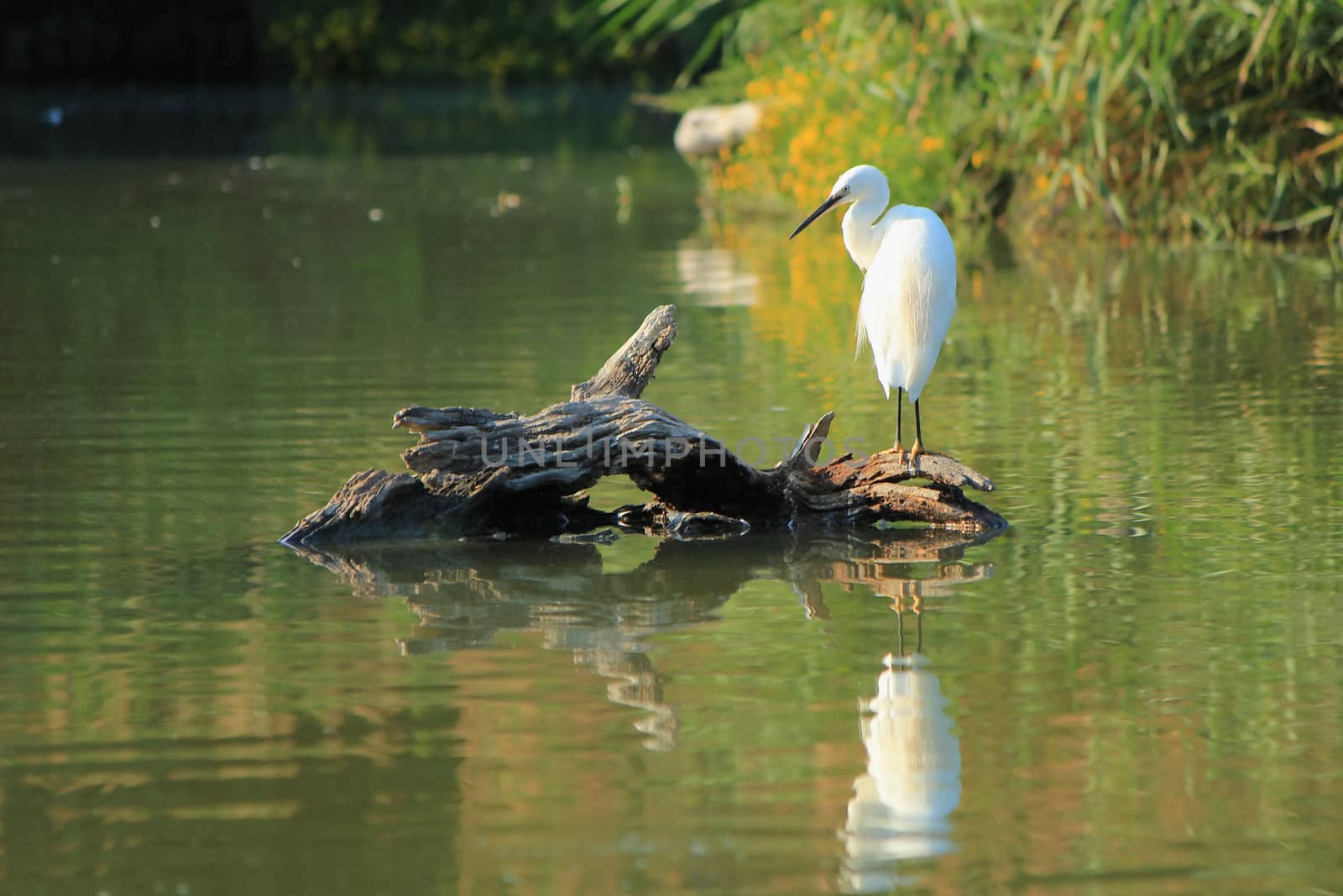 Beautiful white egret bird standing quietly on a trunk in the middle of a pond