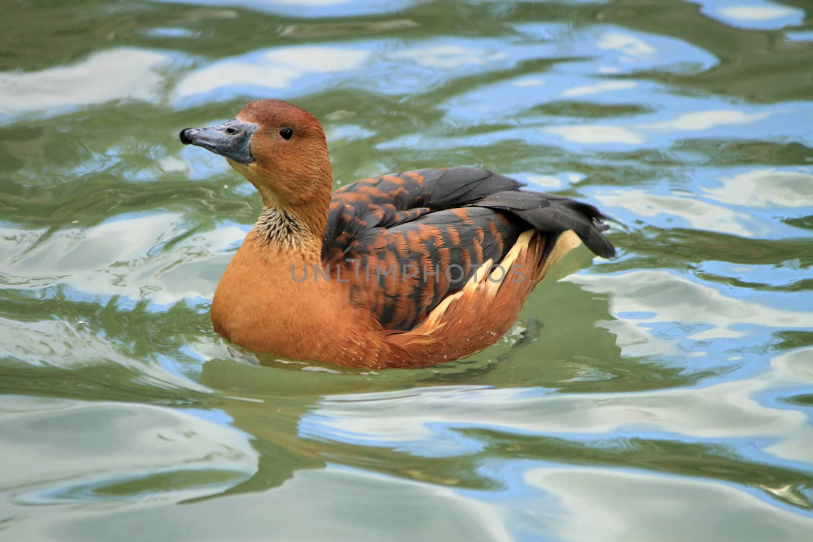 Widgeon female duck floating quietly on water