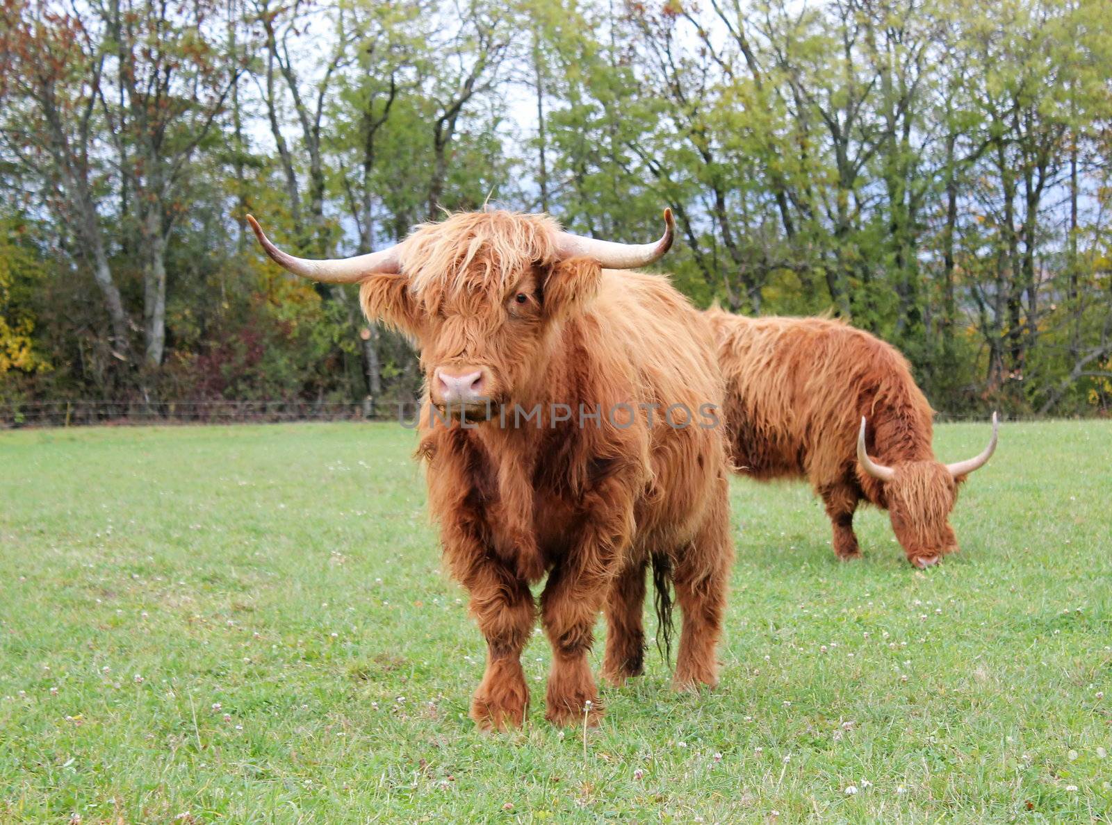 Highland cows in the meadow by Elenaphotos21