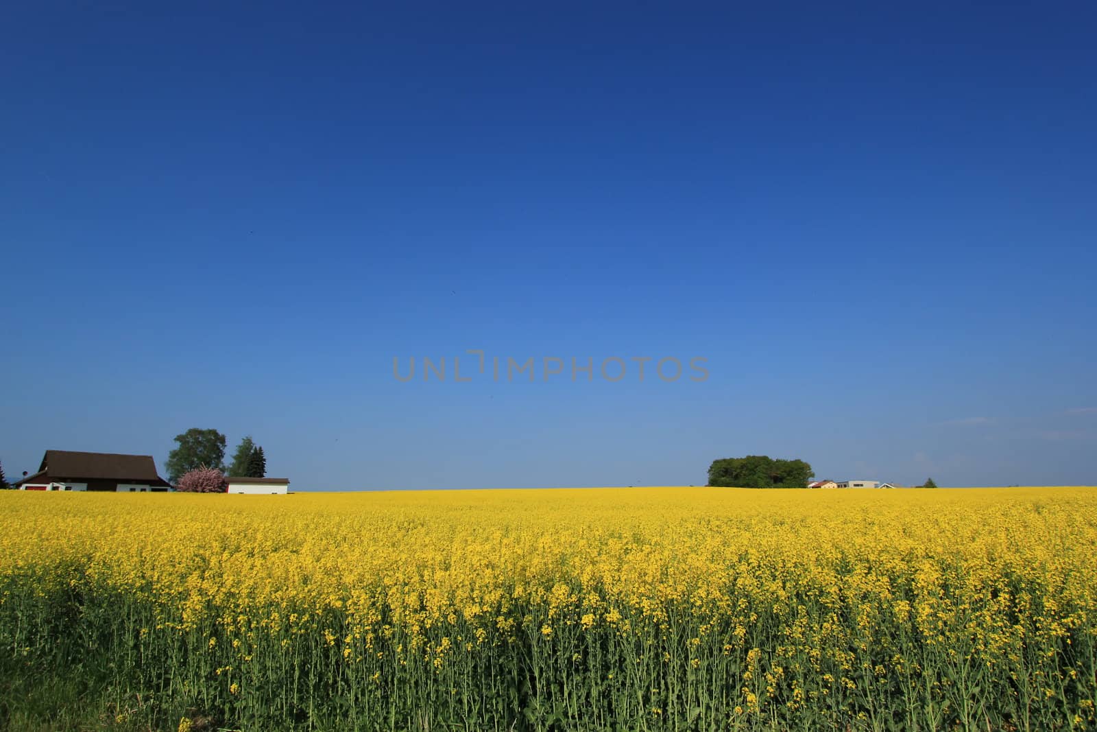 Colza field in the country by beautiful day