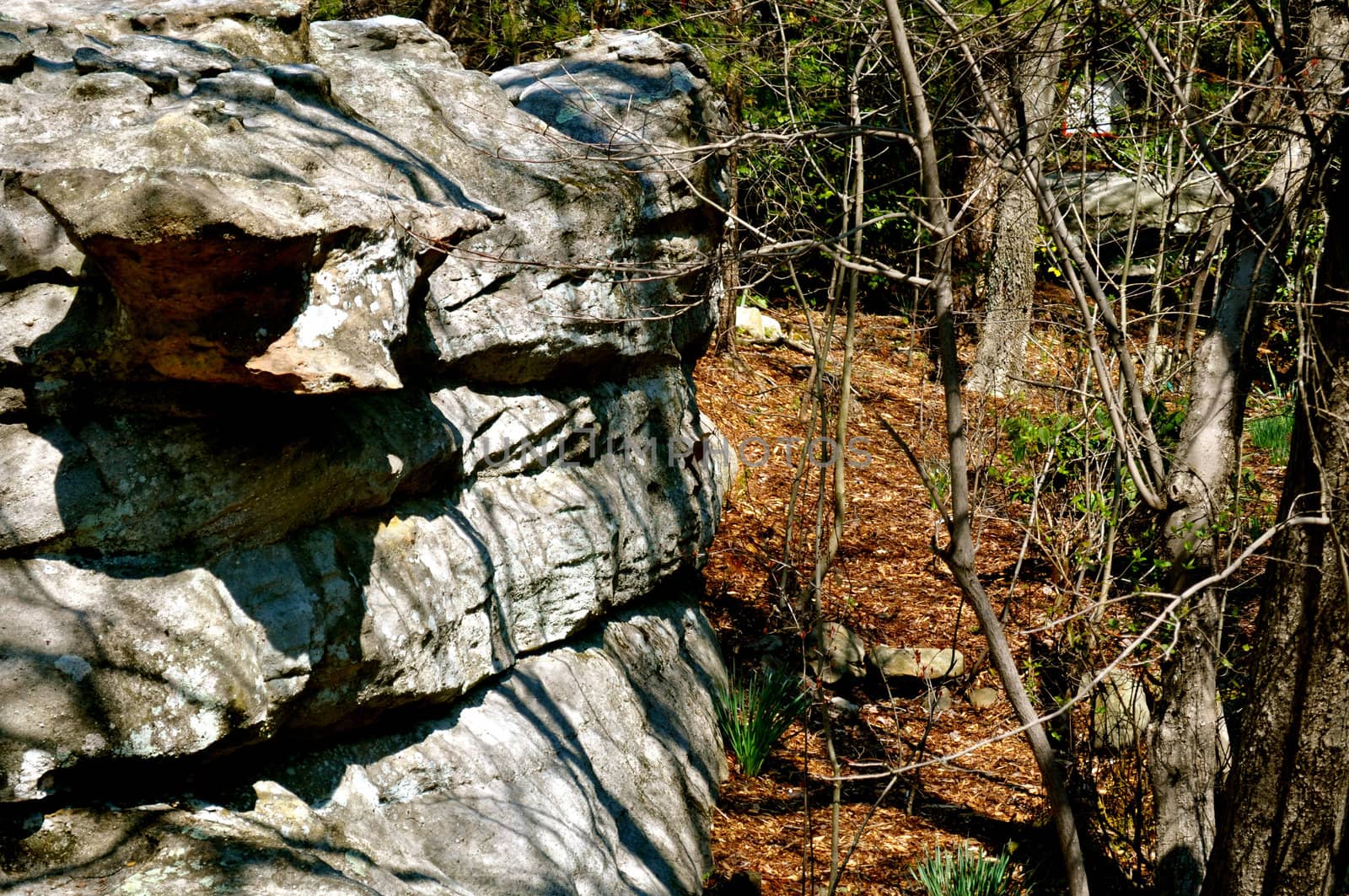 Boulder and Trees
