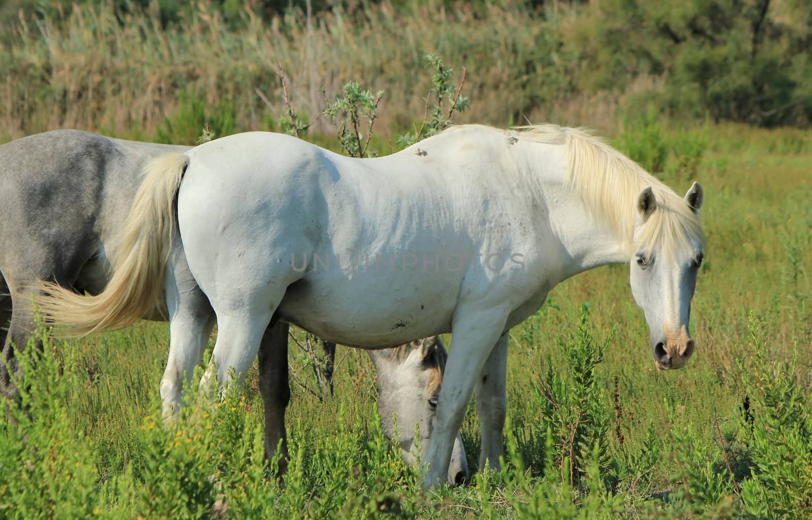 Camargue horses in a meadow, France by Elenaphotos21