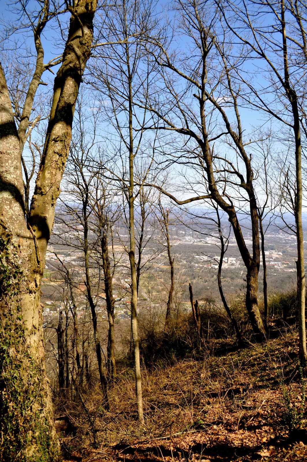 Aerial View of Chattanooga through the trees
