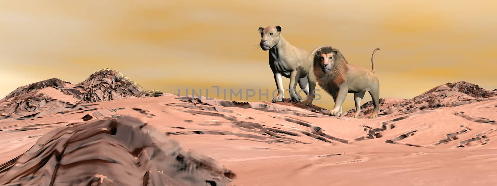 Couple of lions standing in the desert by sunset light