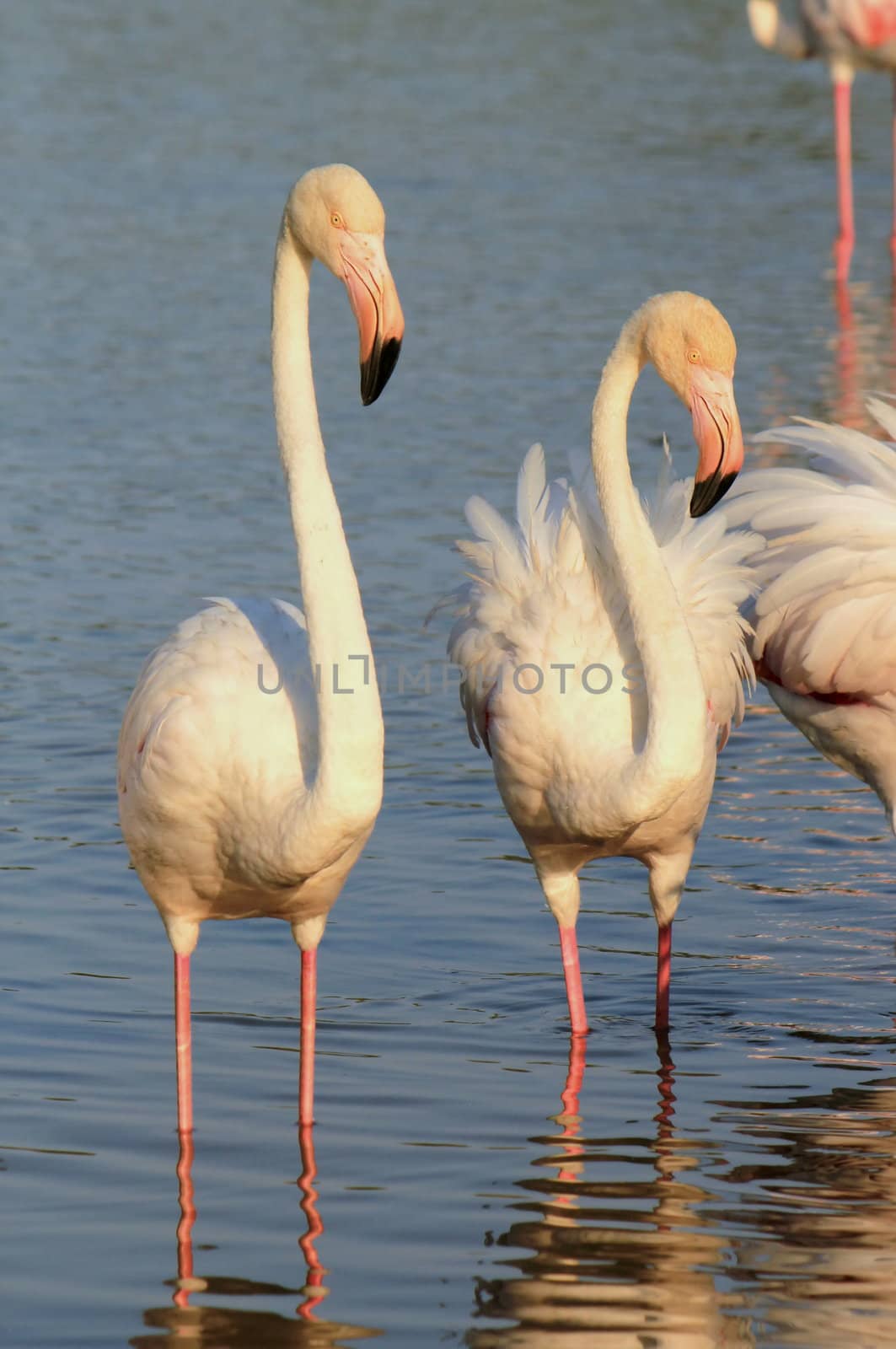White flamingos in the water by sunset