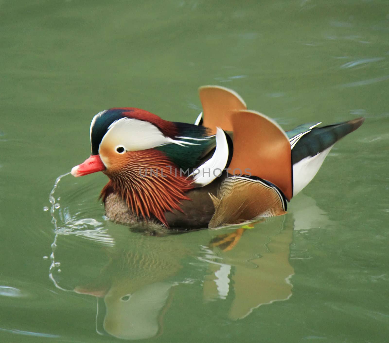 Mandarin duck floating on the water