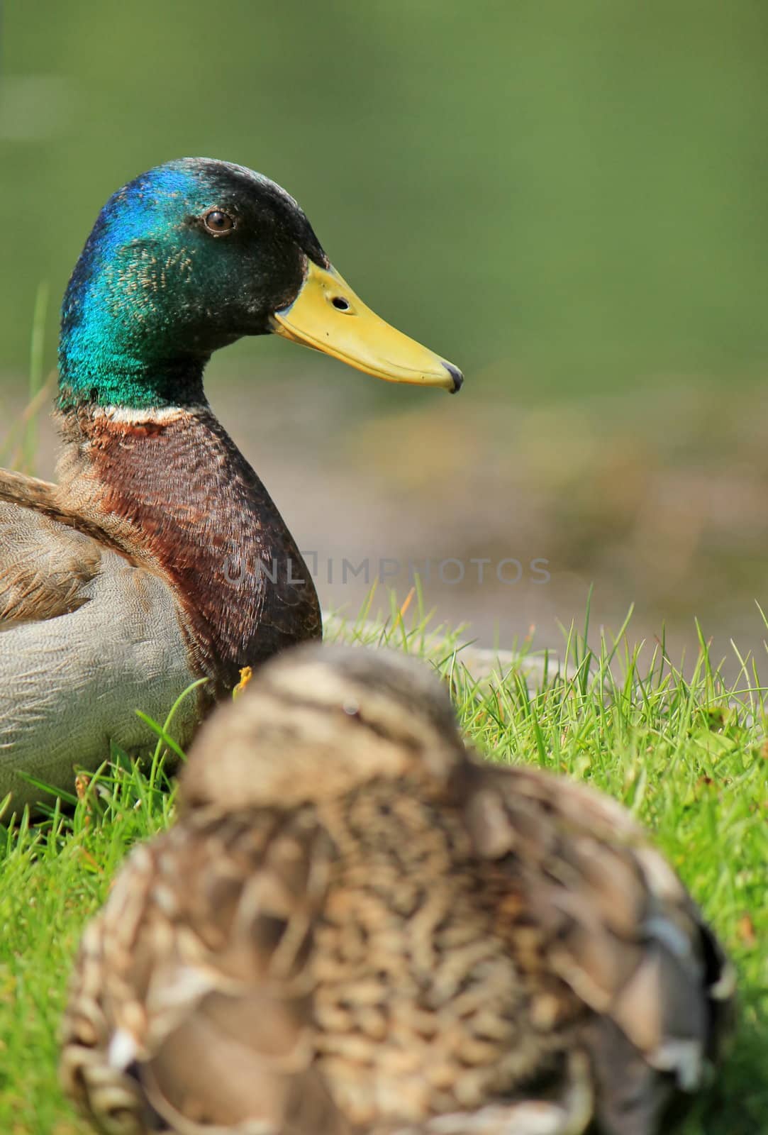 Duck mallard male looking at the female in front of him while resting on the grass