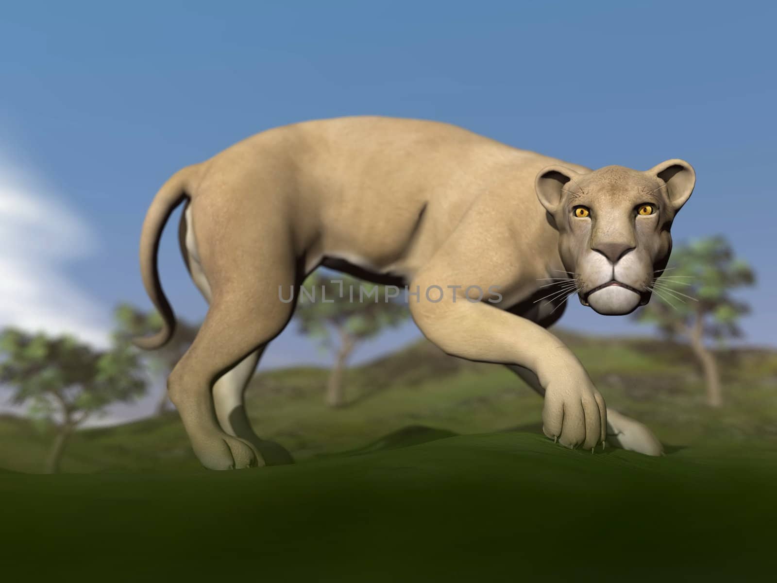 Vigilent lioness walking slowly and blurry savannah background