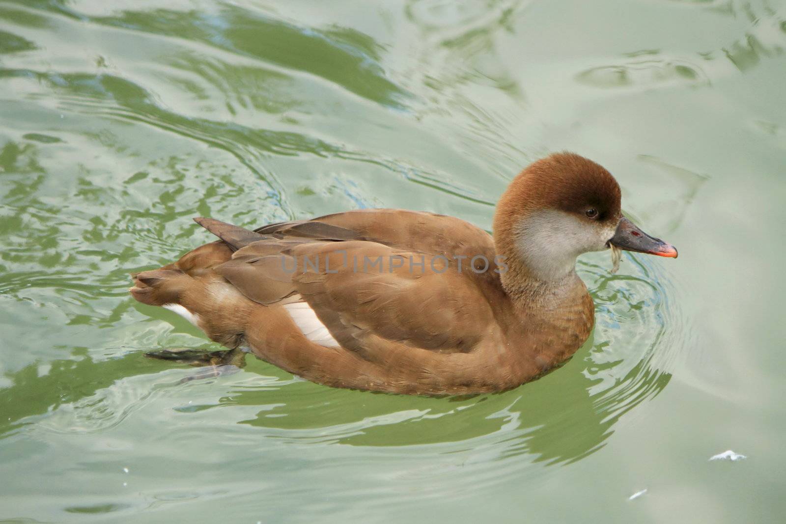 Brown female pochard duck with typical grey cheeks floating on the water lake