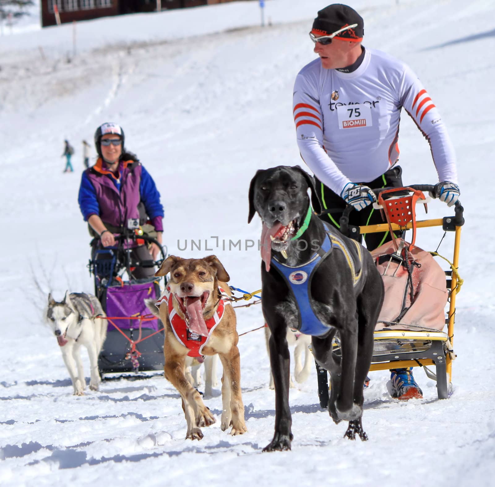 PLATEAU MOSSES - LA LECHERETTE - MARCH 10 : international race sled dogs on March 10, 2013 at plateau Mosses - La Lecherette, Switzerland.