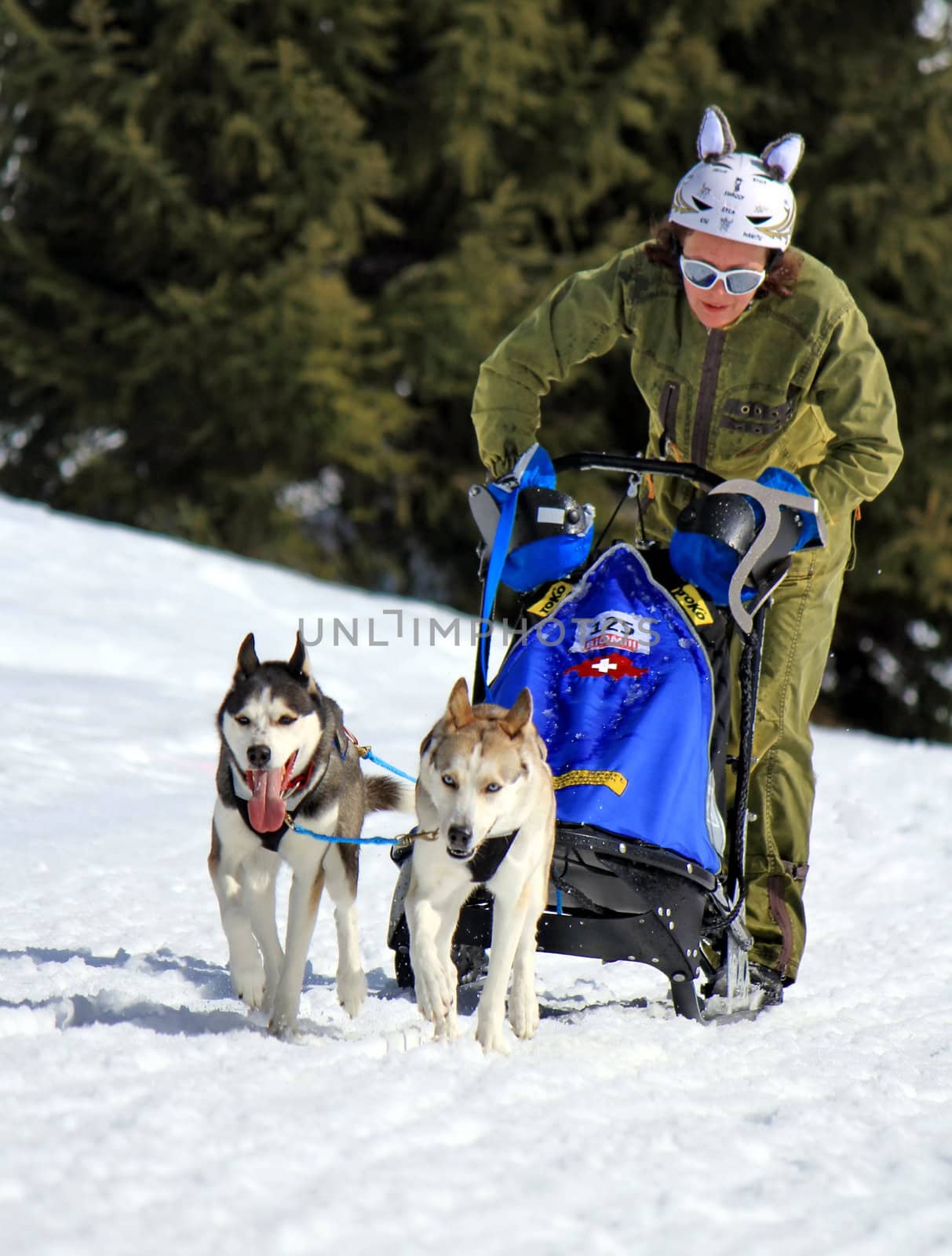 PLATEAU MOSSES - LA LECHERETTE - MARCH 10 : international race sled dogs on March 10, 2013 at plateau Mosses - La Lecherette, Switzerland.