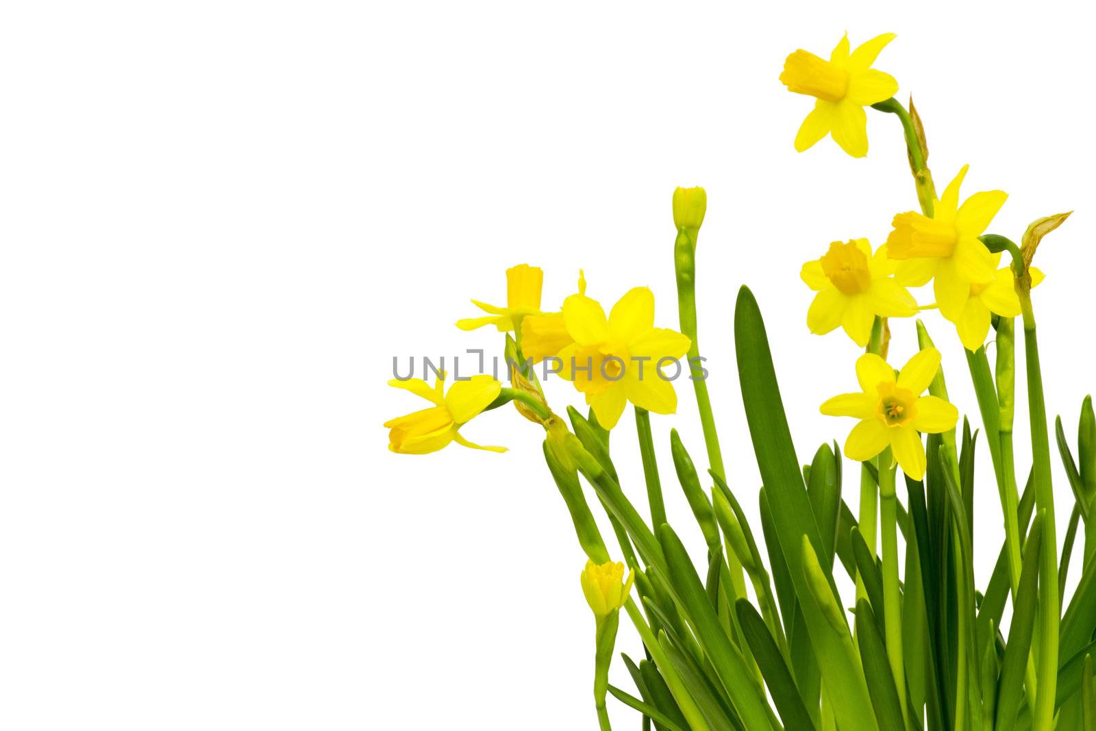 Yellow daffodils isolated on white 
