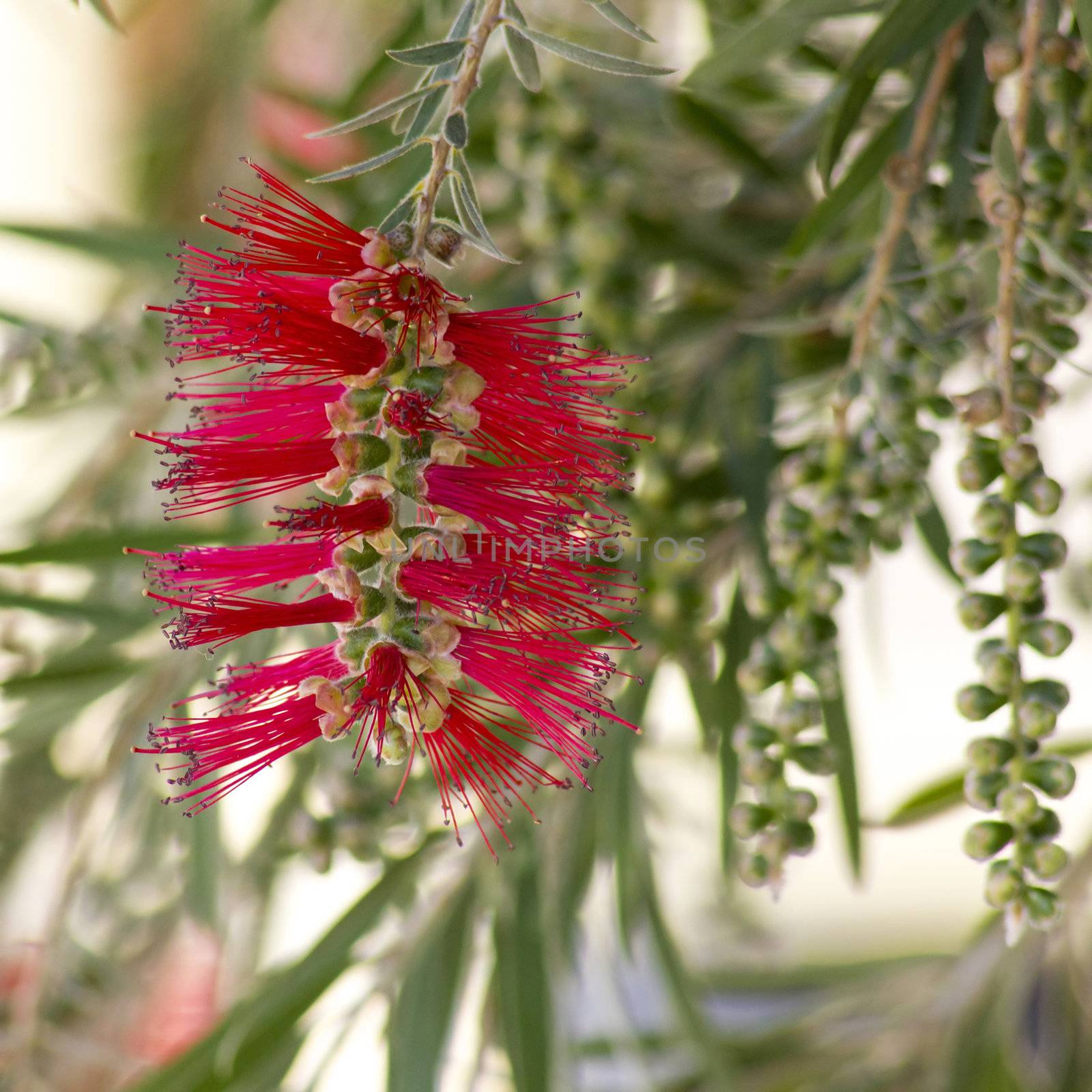 Callistemon - red bottlebrush flower in bloom 