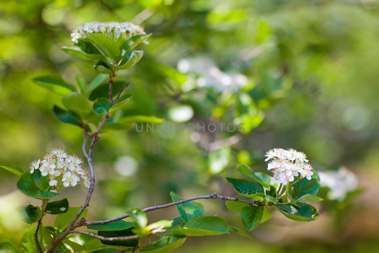 white flowers in spring by vsurkov