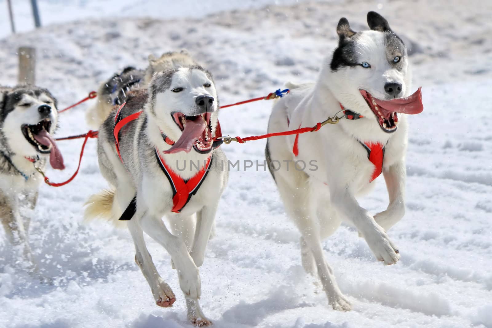 A husky sled dog team running fast with tongue outside by winter day