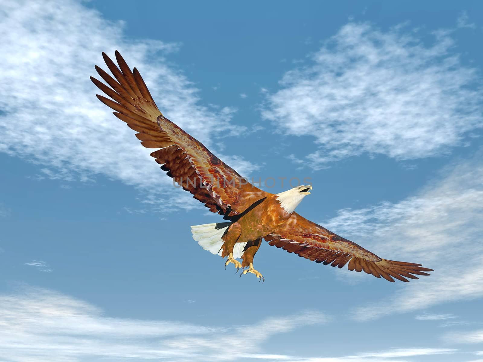 Beautiful eagle flying with wings wide open in blue cloudy sky