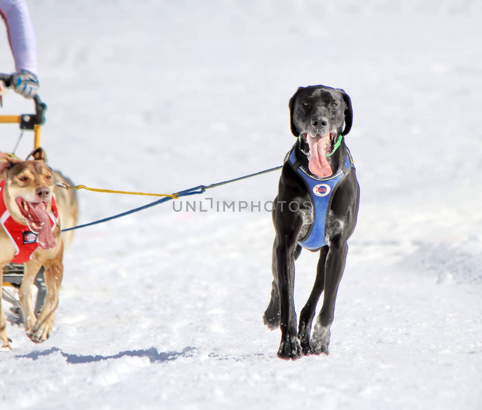 A eurohound sled dog at work in a race by winter